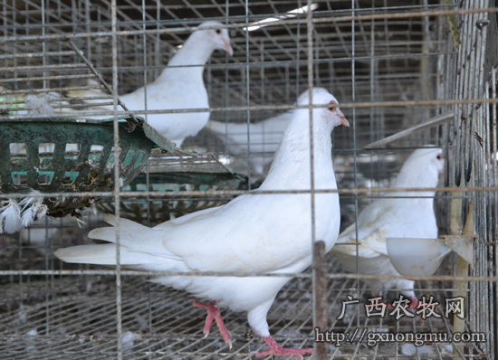 让鸽子带乡亲飞上致富路——记广西扶绥杰利皇鸽养殖总经理马汉杰