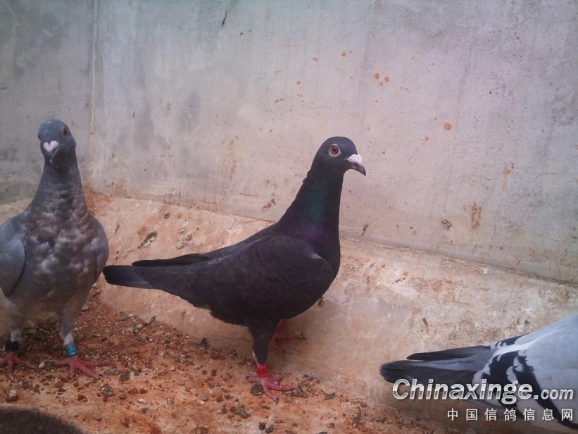 融合科技与传统的信鸽养殖之道——从中国信鸽信息网相册看行业近况与发展