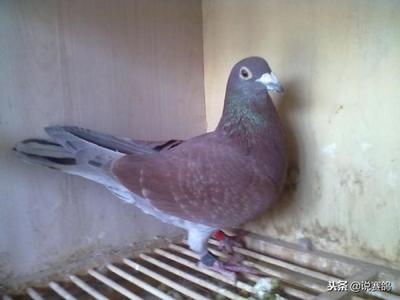 从鸽子蛋破裂情况选择优质鸽子 养殖选种的关键技巧