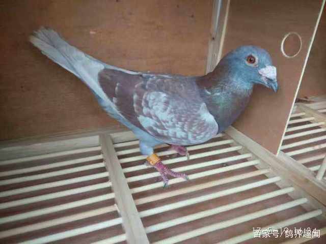 最全赛鸽鸽粮配置方法 科学喂养提升赛鸽竞技状态