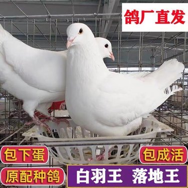 虞城县飞行肉鸽养殖场 匠心养殖，品质为先