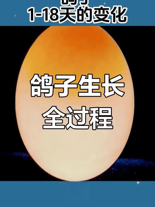 从破壳到展翅 鸽子0-18天成长全纪录与养殖技巧详解