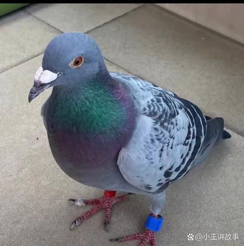 迷途的“间谍”？警局里来了一只脚绑精密装置的鸽子
